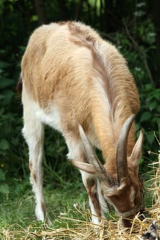 goat eating grass in the barn