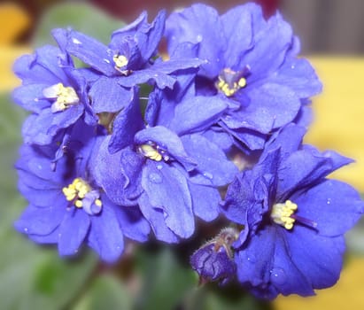 blue violets on background green sheet
