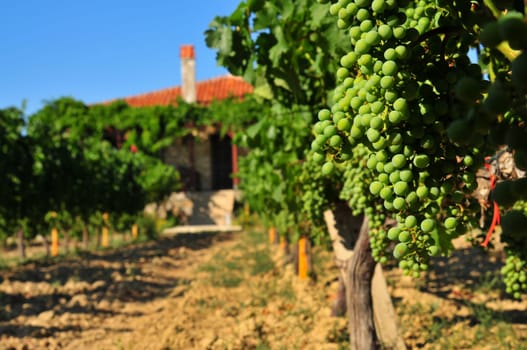 vineyard green grape field and house
