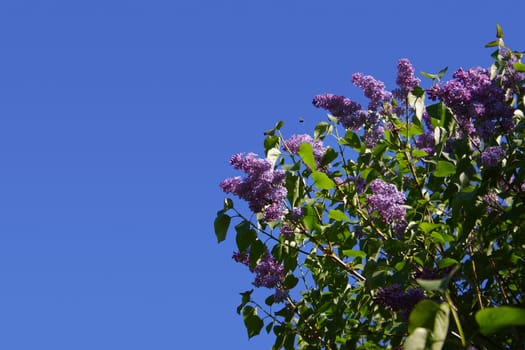 Violet and celestial