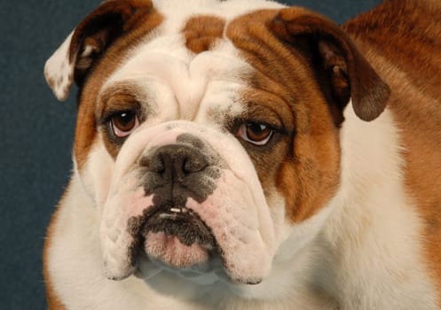 english bulldog female - red brindle and white - purebred champion