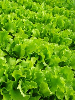 lettuce leaves growing on the vegetable bed