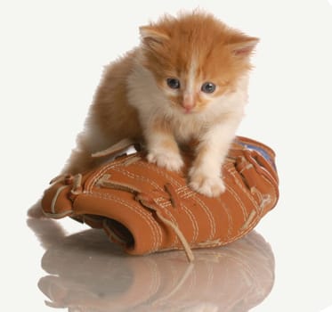 six week old kitten standing on a baseball glove