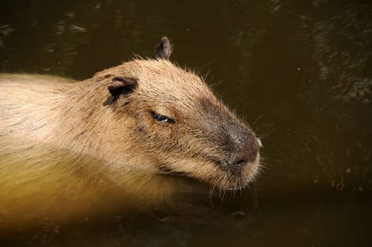 Small furry capibara in the Amazon