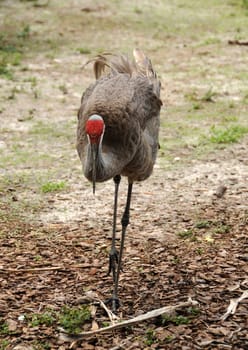 Sandhill crane commonly seen in Florida