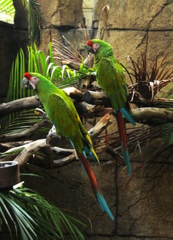 Two exotic Amazon parrots in captivity