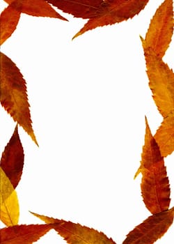 Autumnal framework with the orange and red leaves.