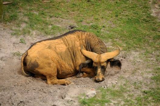 Big African wildebeest covered in mud
