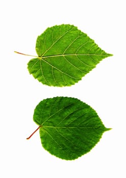 bright leaves