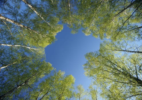 Circle of spring birches crowns against blue sky