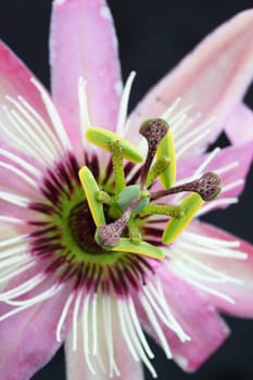 passion flower