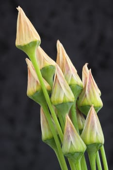 allium seed heads