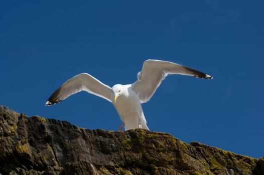 Seagull on a cliff, clear blue sky