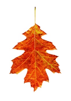 Autumn leaf on a white background