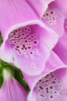 foxglove