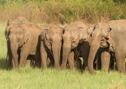 Herd of asian elephants in Corbett National Park, Uttaranchal, India