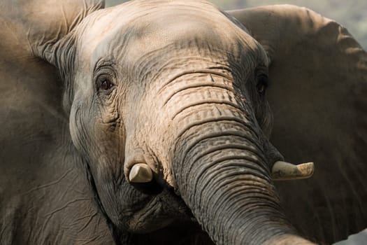 Close up of the head of a male African Elephant