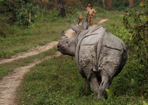 Great Indian One Horned rhinoceros. Kaziranga National Park, Assam, India