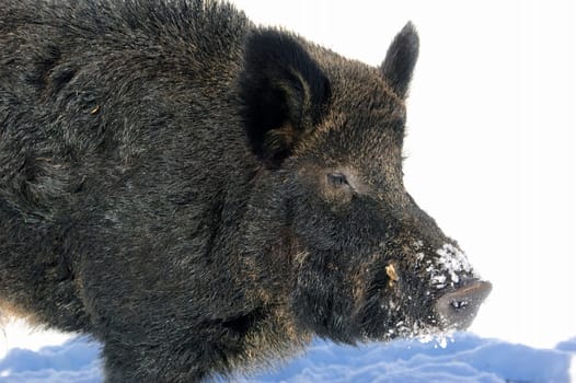 Wild Boar in winter