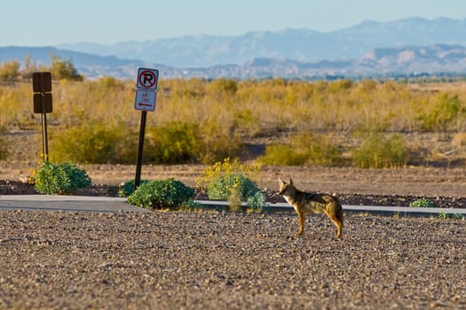 A nervous coyote, in a parking lot, stop and watch because he heard someting.