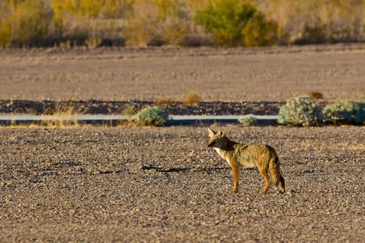A nervous coyote, in a parking lot, stop and watch because he heard someting.
