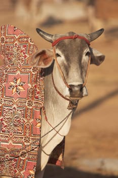 Bullock for sale at the Nagaur Cattle Fair, Rajasthan, India