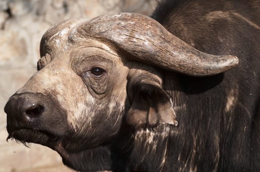 Massive head of a male Cape Buffalo