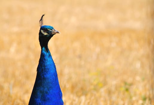 currios peacock