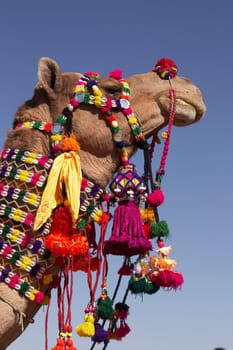 Head and neck of a camel decorated with colorful tassels necklaces and beads. Desert Festival, Jaisalmer, India