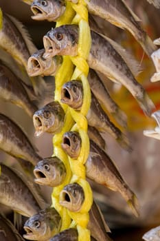 Dried fish are attached by a yellow rope. And they realy look crared.