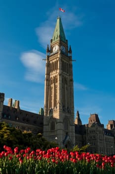 Tulip festival at the Canadian Parliamant in Ottawa