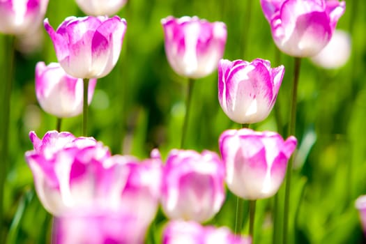 Bright pastel tulip in a field