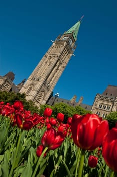 Tulip festival at the Canadian Parliamant in Ottawa