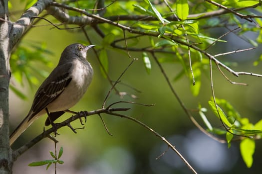 A beautiful bird perched on a branch enjoys the summer heat.