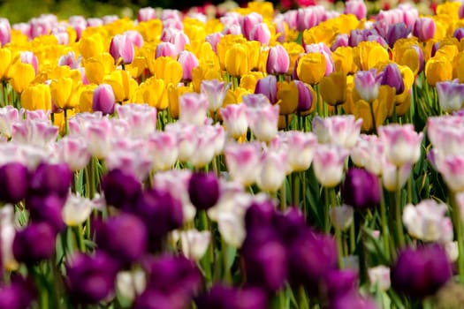 Many colors of tulip are layered in this garden