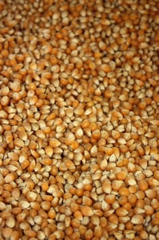 Corn background