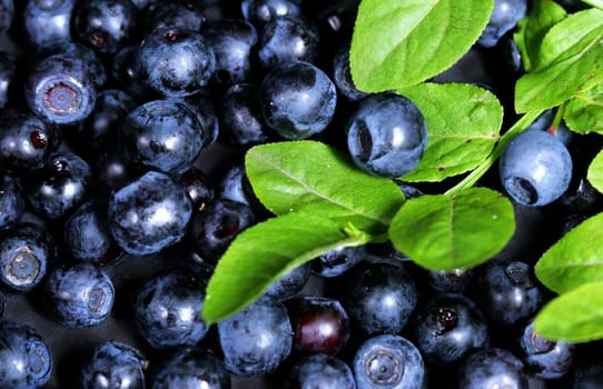 beautiful blue bilberries
