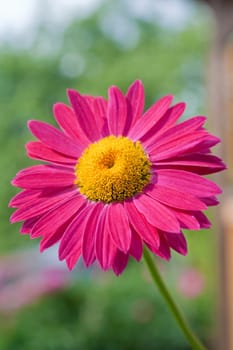 Red gerbera on a green background