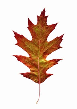 red leaf on white background