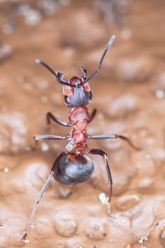 Wood red ant in a fighting rack