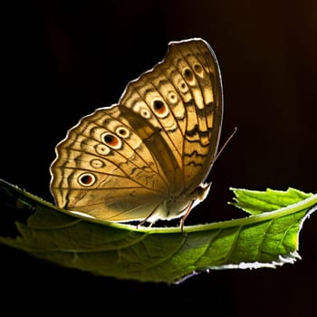 butterfly
