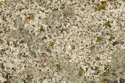 Lichen tundra background - Cetraria nivalis and others