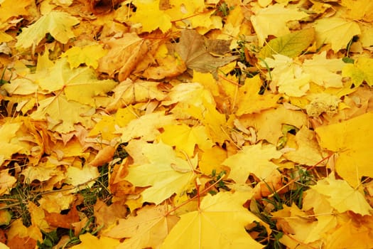Fallen maple leaves on ground