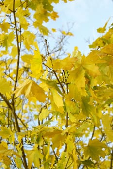 Leafs of a maple of yellow color