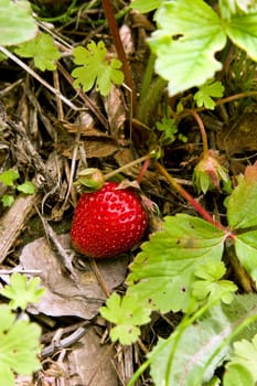 one small ripe strawberry