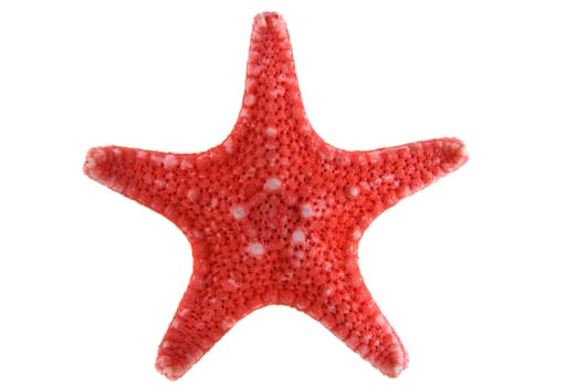 Red starfish isolated on a white background close-up