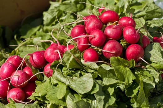 food series: freshly grown spring red radish