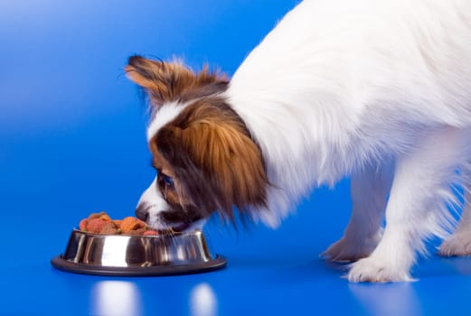 Young papillon and a bowl with meal