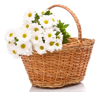 Daisies in basket, isolated