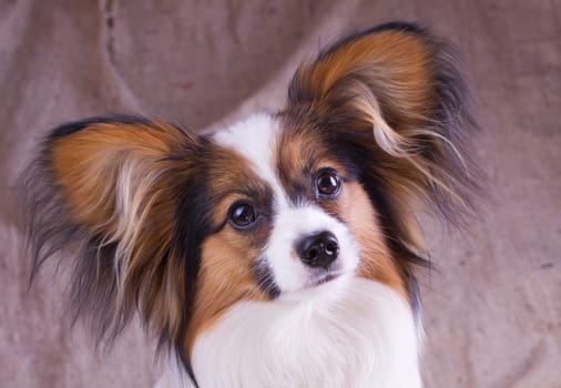 The young papillon on a sacking background
